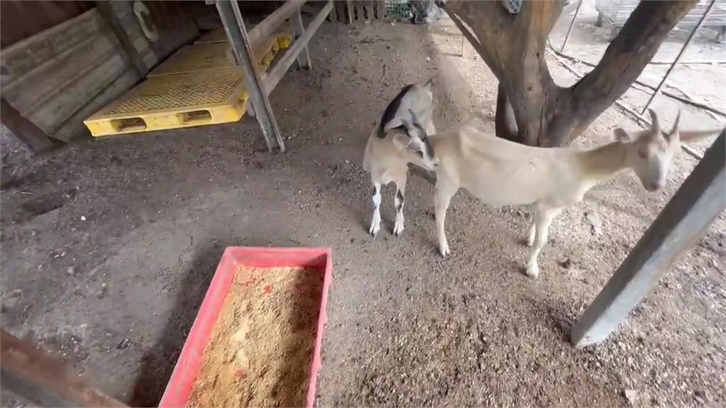 彰化120隻羊突集體「暴斃慘死」！飼主痛批「連懷孕母羊都不放過」行兇畫面曝光
