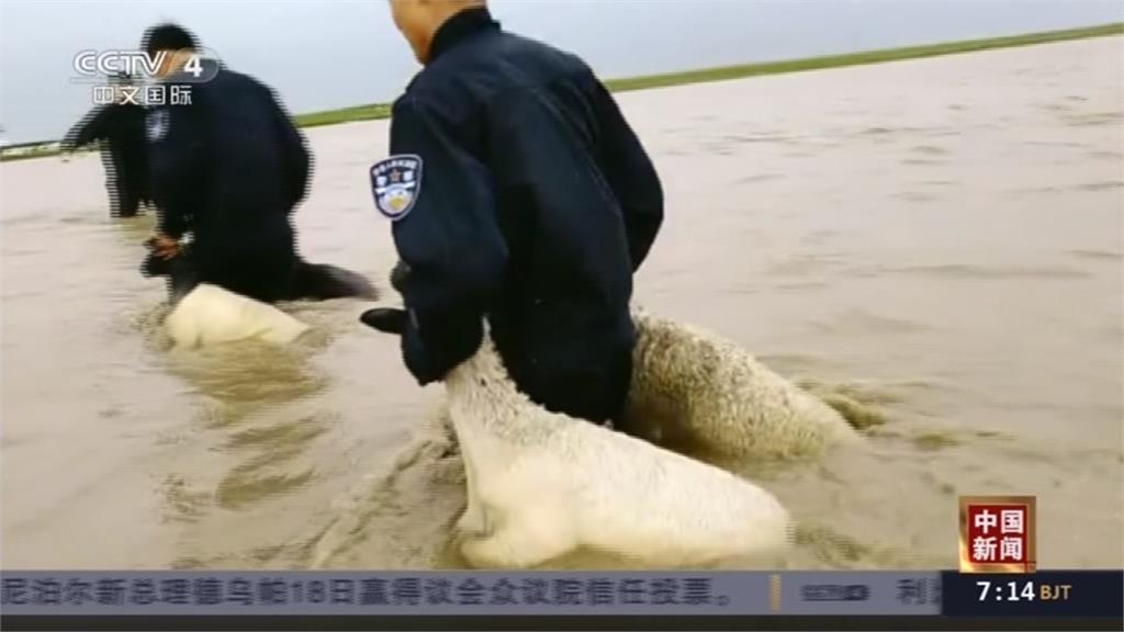 內蒙古草原慘淹 上千頭羊險滅頂 民警徒手搬羊 累壞!