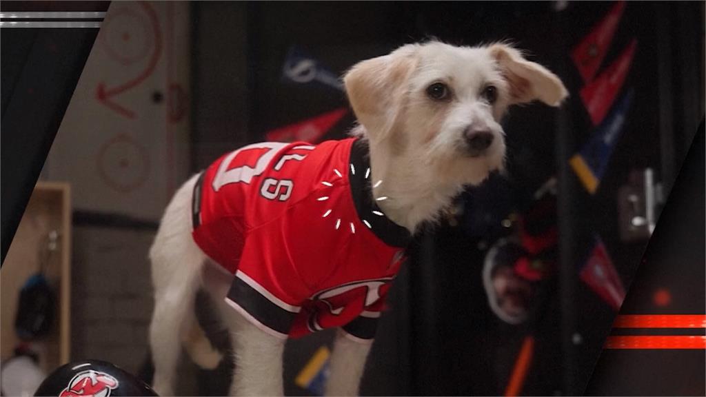 狗狗版NHL激戰! 「32萌犬」搶球守門打冰球
