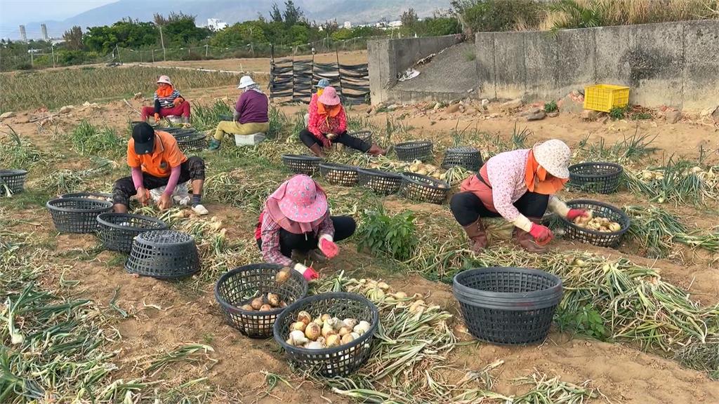 洋蔥正著時！獨特「落山風」　屏東車城洋蔥田大豐收