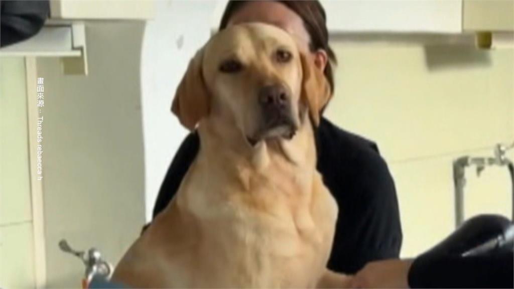 汪汪隊挺進花蓮！　　Fancy、Hero「穿梭厚泥搜救」萌翻爆紅