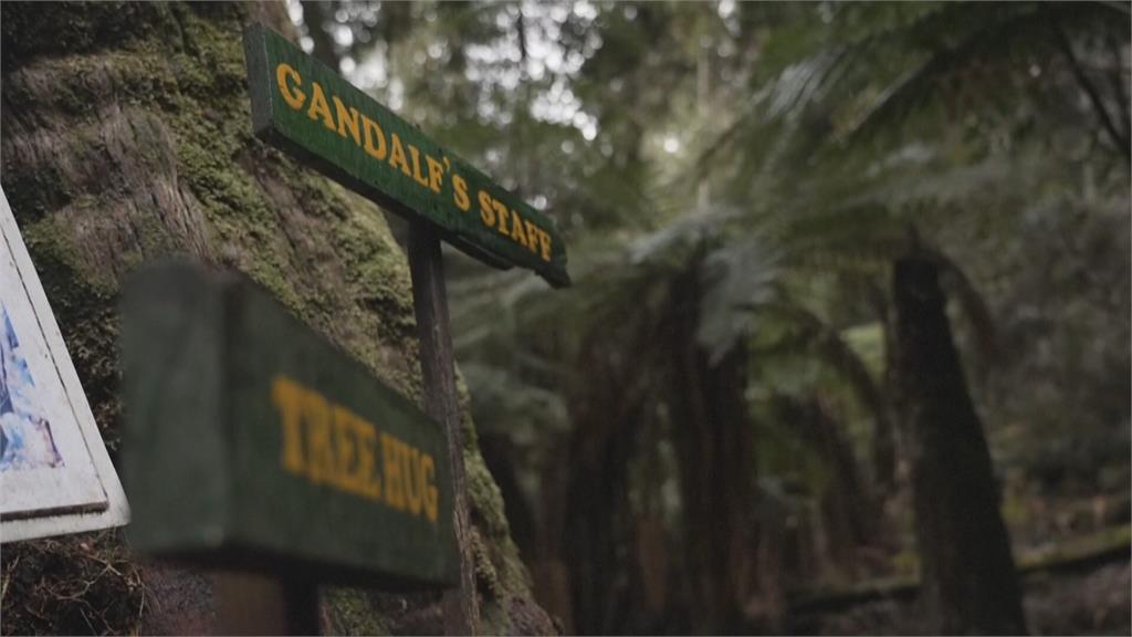 澳洲塔斯馬尼亞巨木生存受威脅　外界籲妥善規劃開放觀光兼環保