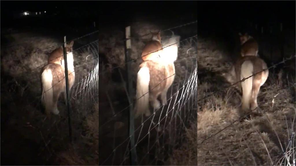 怎麼上去的?「短腿超跑」引擎罷工偷馬騎 無照駕駛網笑翻:比我還會