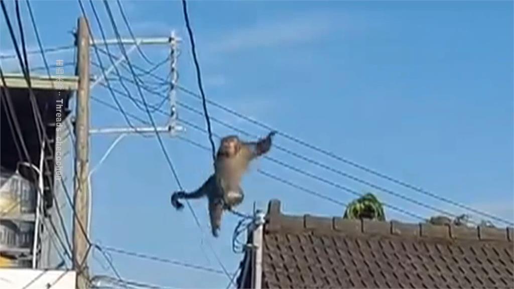 特技?　野生獼猴"電線當天橋走"　民眾驚呼:怕牠電到 