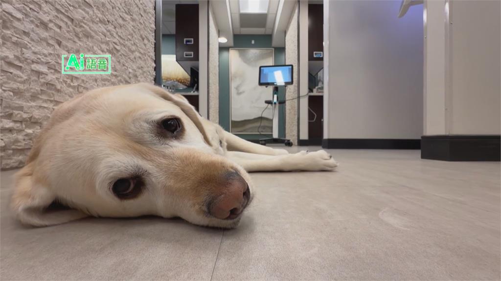 看牙醫不再發抖 療癒系治療犬趴病人大腿撒嬌