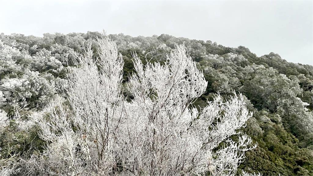 新竹也下雪了！零下2度夢幻雪景曝光　樹葉結冰如「灑了1層糖粉」