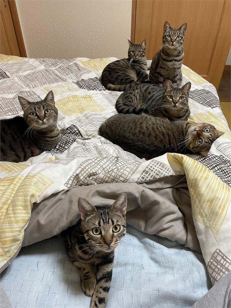 貓奴滾邊去！6隻虎斑貓「霸佔整張床」主人無處可睡…掀網共鳴：我懂