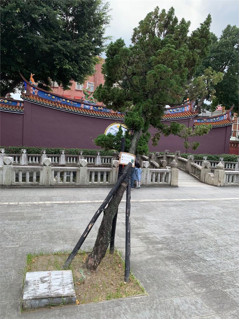 快新聞/又是褐根病!李登輝樹真的砍了 陽明管理所:考量民眾安全移除