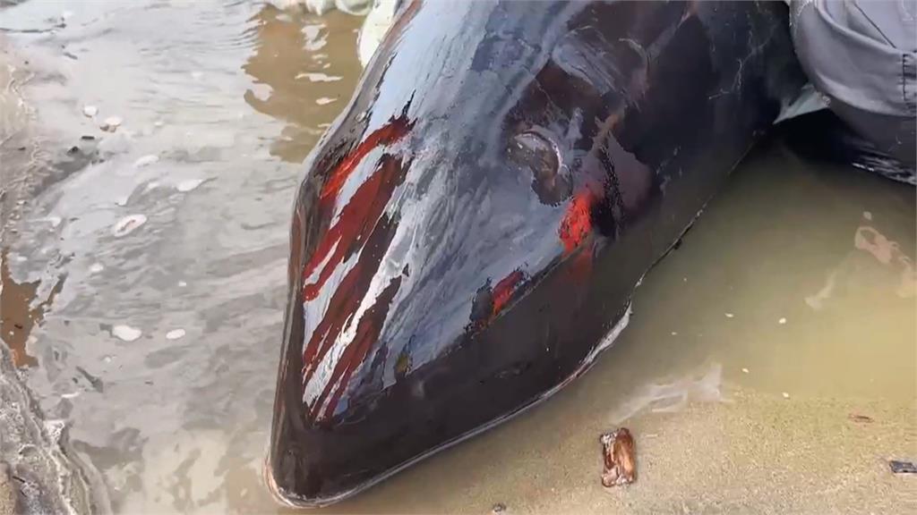 集氣！屏東車城11隻小虎鯨集體擱淺　4死7搶救中