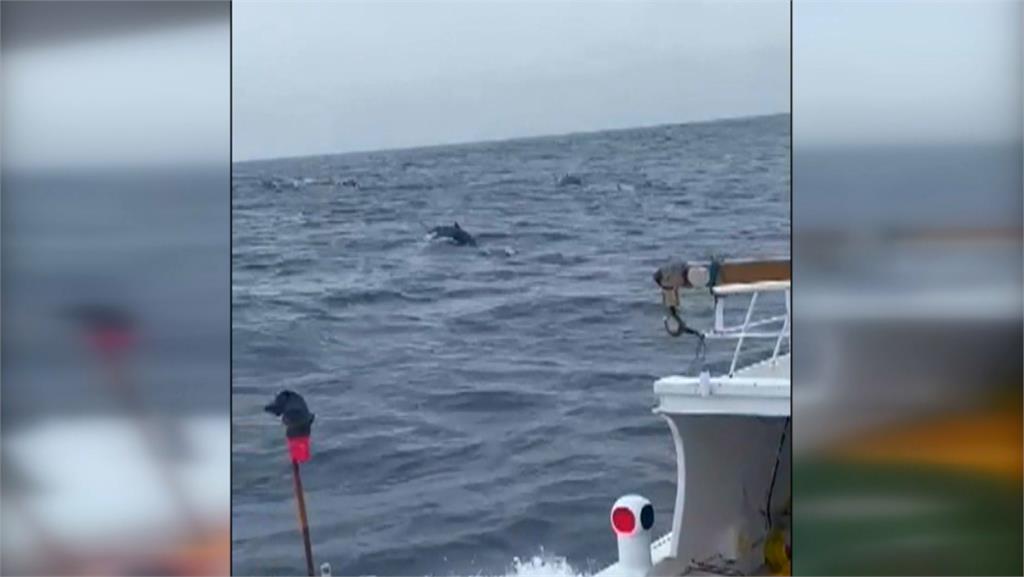 海豚軍團出沒台南外海 上百隻海豚圍繞漁船跳躍
