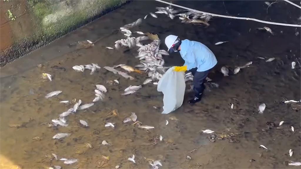 基隆鶯歌溪驚見「大量魚翻肚」 超過上千公斤!環保局解釋原因