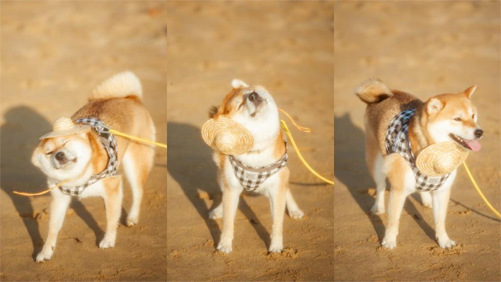 有味道的夢...3歲柴挑爸爸「貼身私著」當枕頭　日光浴爽睡萌翻網：真香