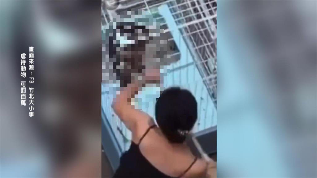 新竹傳虐貓事件！困貓入籠持棍猛戳　飼主行為已涉虐待動物