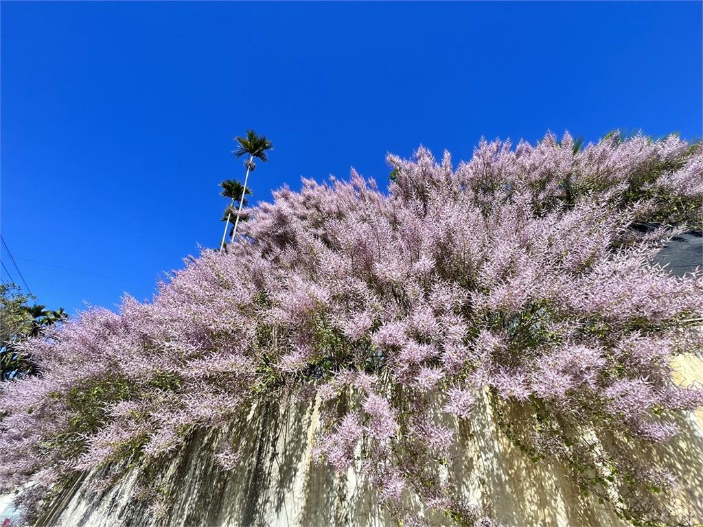 春暖花開！翁章梁邀您春遊賞花　黃花風鈴木、櫻花、瑞里麝香木花開浪漫