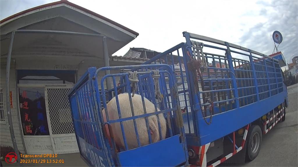 台9線真「降肉」! 貨車掉兩隻豬 警調閱監視器找到飼主