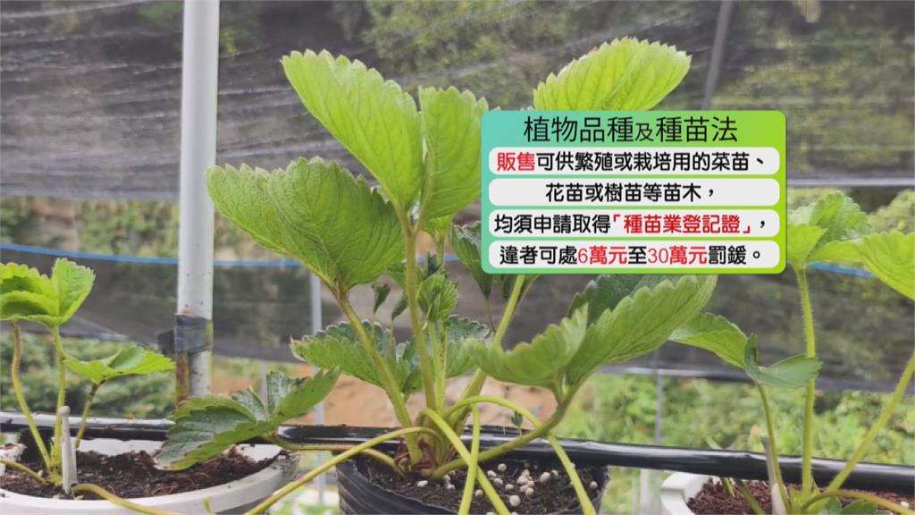 賣種苗沒登記最高罰30萬 　莓農炸鍋:罰得比毒駕還重