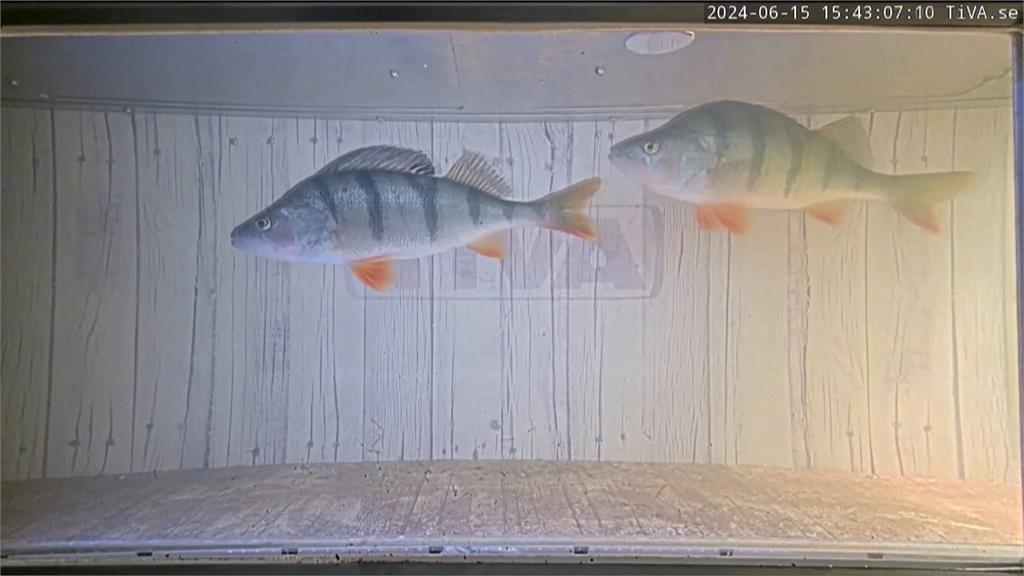 瑞典蓋水底隧道 幫助魚自由通行「穿梭湖泊與海洋」