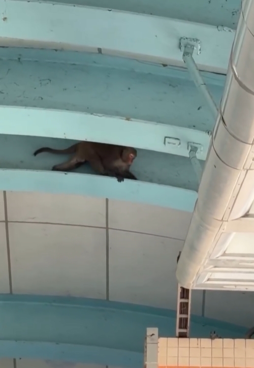 快新聞／真「動物園站」！獼猴闖北捷月台「逛大街」　動保處發聲了
