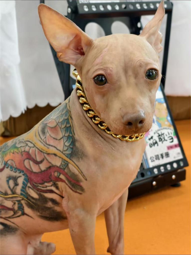 寵物展驚見「背刺巨龍、戴金鍊」無毛狗!飼主瞎喊「牠根本不會痛」網全炸鍋了