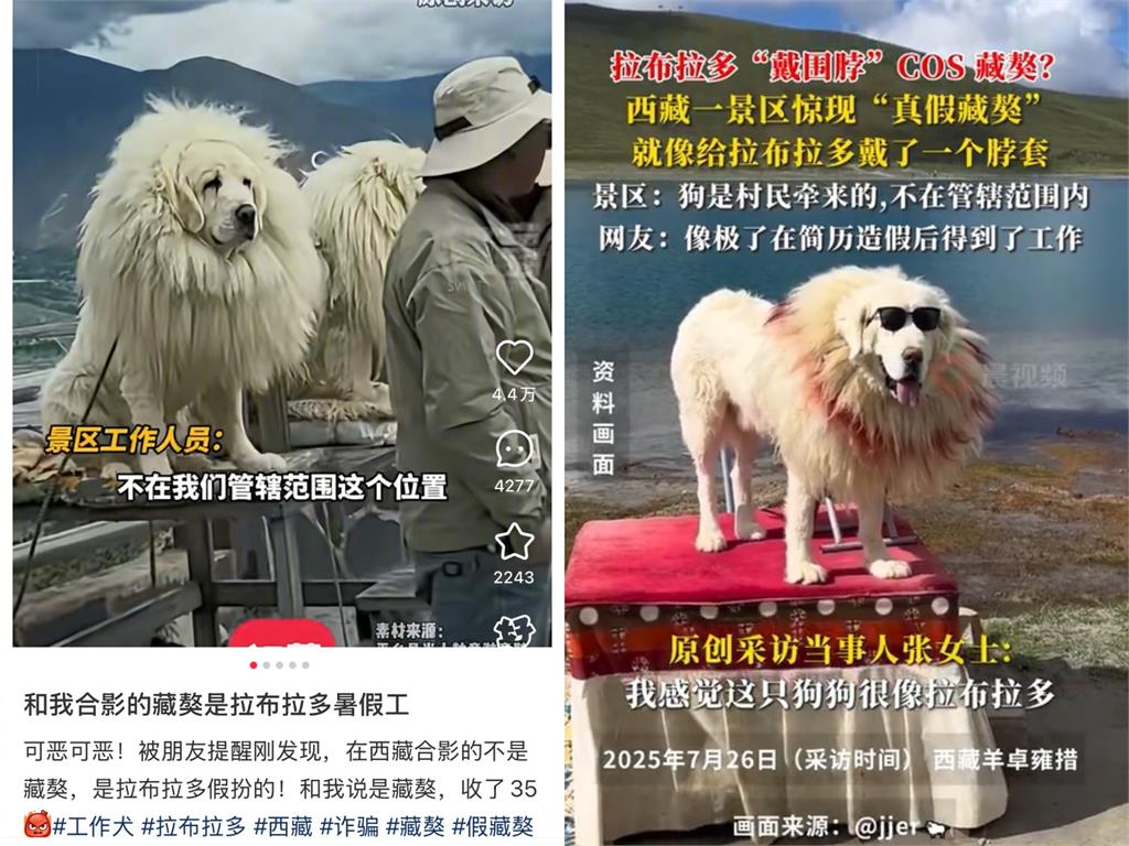 中國驚見「山寨版藏獒」提供付錢合照！眼尖小粉紅抓包：拉不拉多暑假工