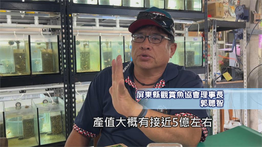 屏東孔雀魚超夯! 產值占全台7成 人工改良魚尾特徵