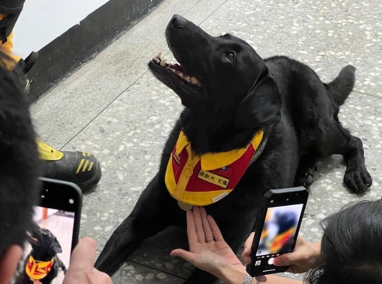 搜救犬亞洲僅9隻獲聯合國認證!台灣「霸氣佔6隻」她狂讚:我國之光