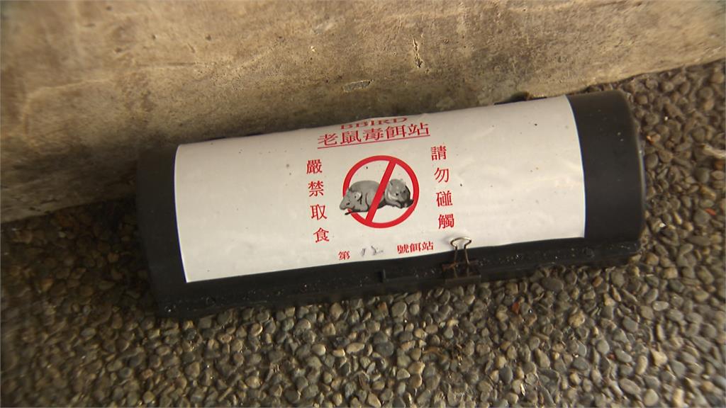 防老鼠大軍！桃園民代要市府從源頭管理廚餘油水