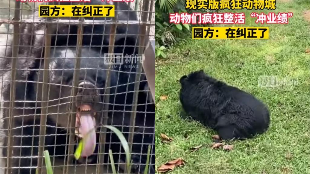 動物園全是工讀生？「黑熊扭屁屁、猩猩拔草丟人」網看傻：沒1個正經