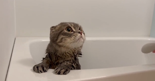 首次見到飼主洗澡！1歲小貓「嚇到彈飛」滿臉驚恐：主人你怎麼了