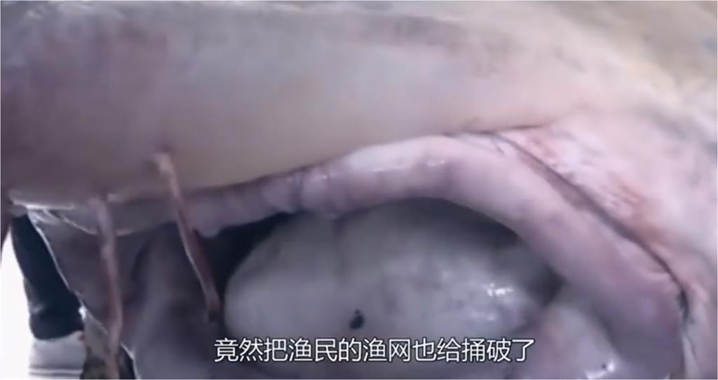 中國黑龍江驚見「1千公斤怪魚」！大到差點撐破漁網　駭人模樣曝光　