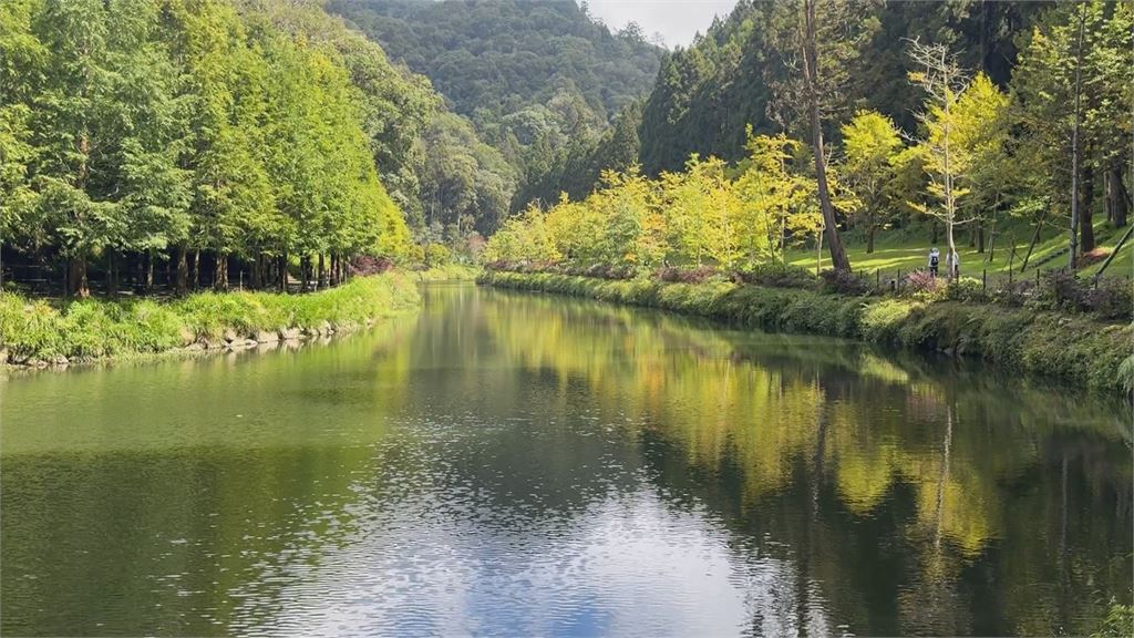 入秋南投杉林溪園區「波波草」全翻紅　遊客直呼太美了！