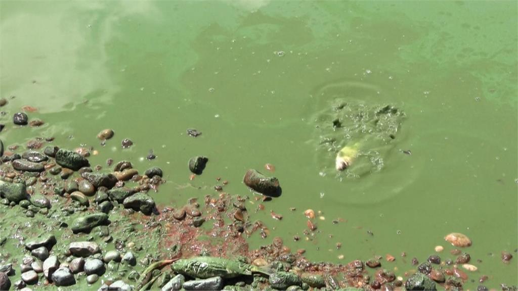 藍藻污染阿根廷東北部湖泊 水豚毛皮沾滿藻類成綠色