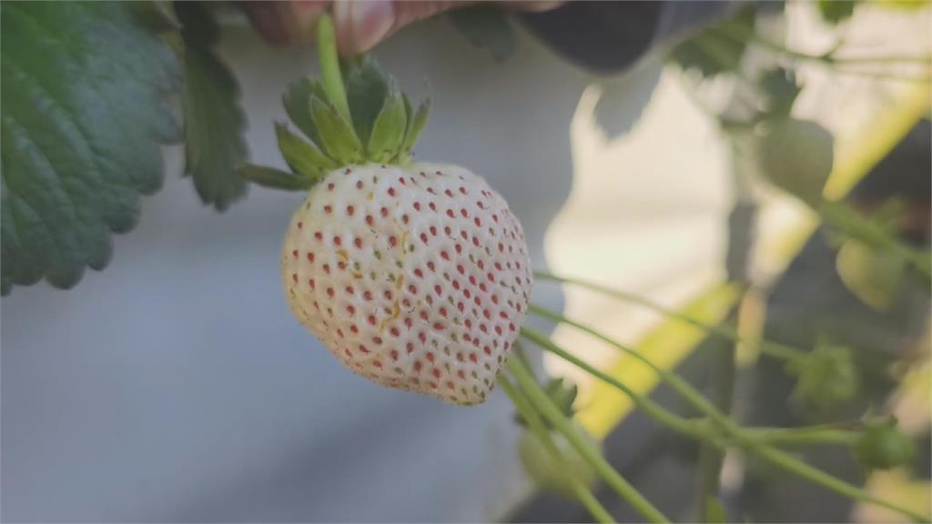 又大又甜！　苗栗大湖種出日本白草莓　一顆120至150元