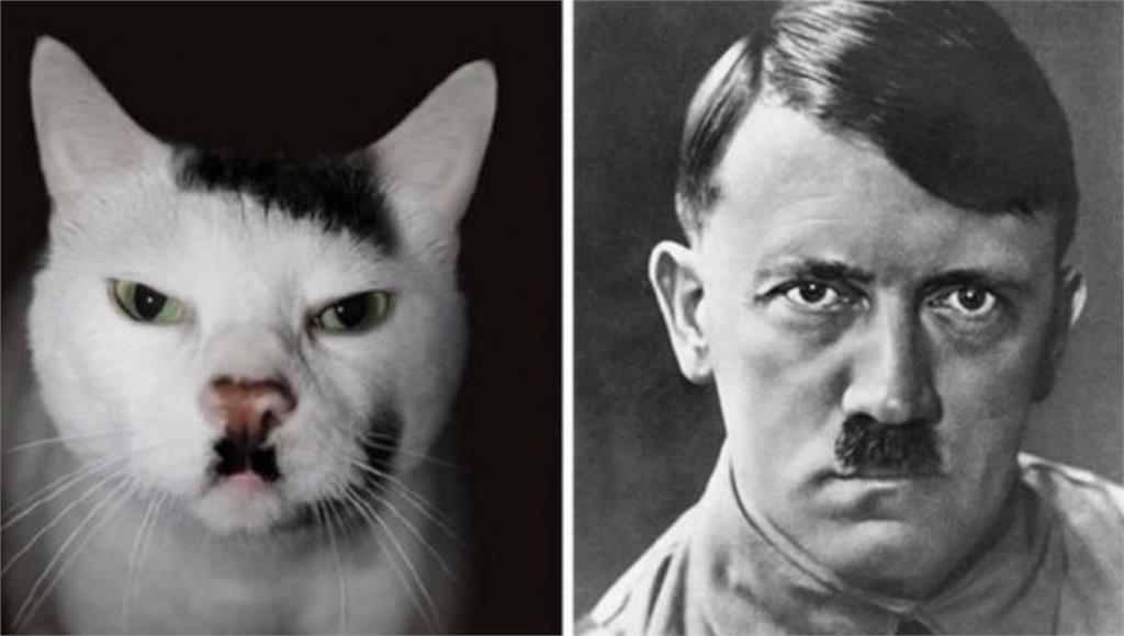 愛犬俊顏「登日本熱搜」6百萬人瘋看!全場一看秒懂:志村健轉世?