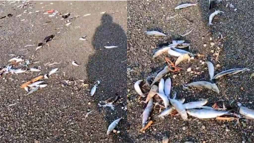 日本青森7.5強震前兆?2000隻沙丁魚「沖上海灘」集體擱淺異象曝光!