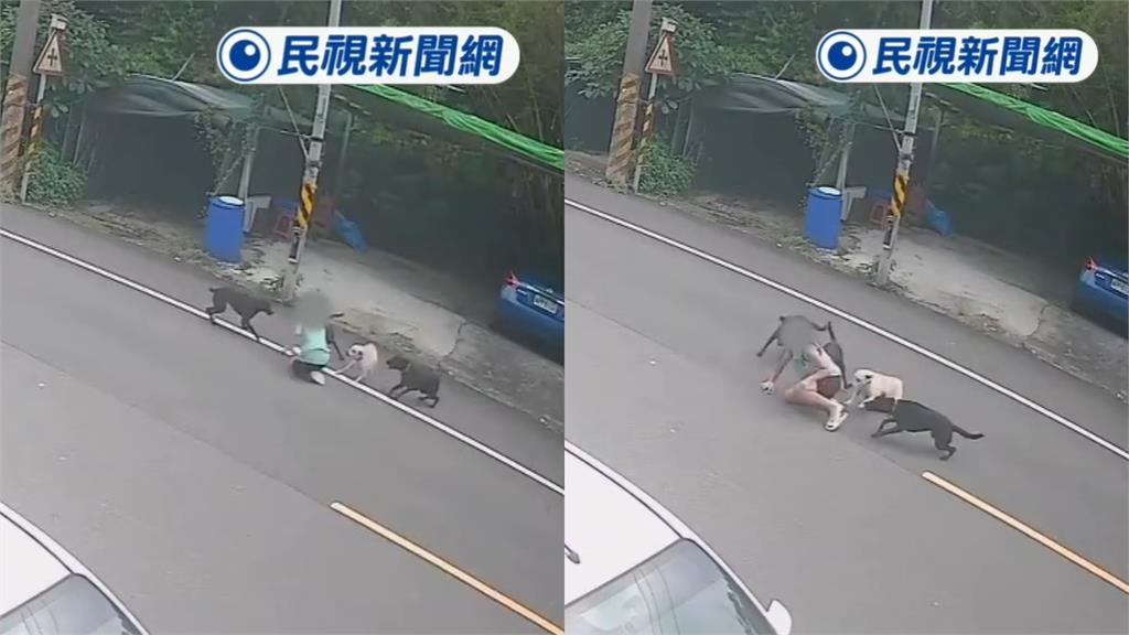 不只咬傷1人！桃園男童遭4惡犬撕咬「連滾帶爬喊救命」驚悚畫面曝光