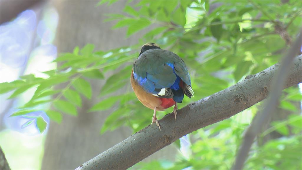 罕見過境台灣！ 藍翅八色鳥現身高雄引騷動