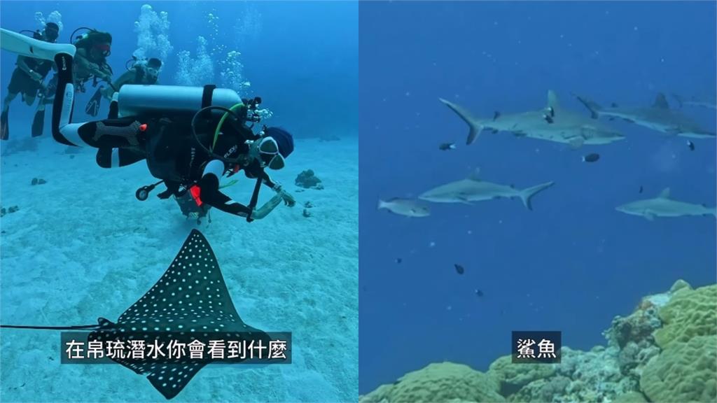 潘慧如超辣比基尼秀凍齡身材！帛琉潛水遇「10鯊共舞」驚人費用曝