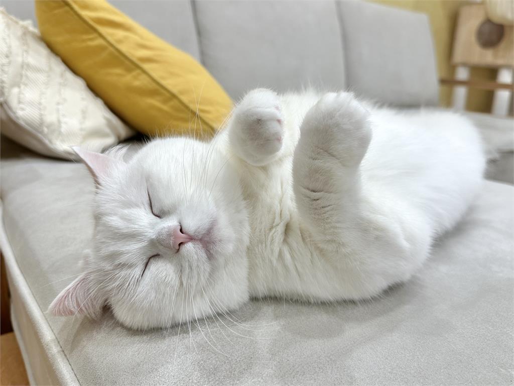 白貓「連吃2份早餐」飽到翻肚狂睡！瞇眼表情超滿足：這就是幸福嗎…