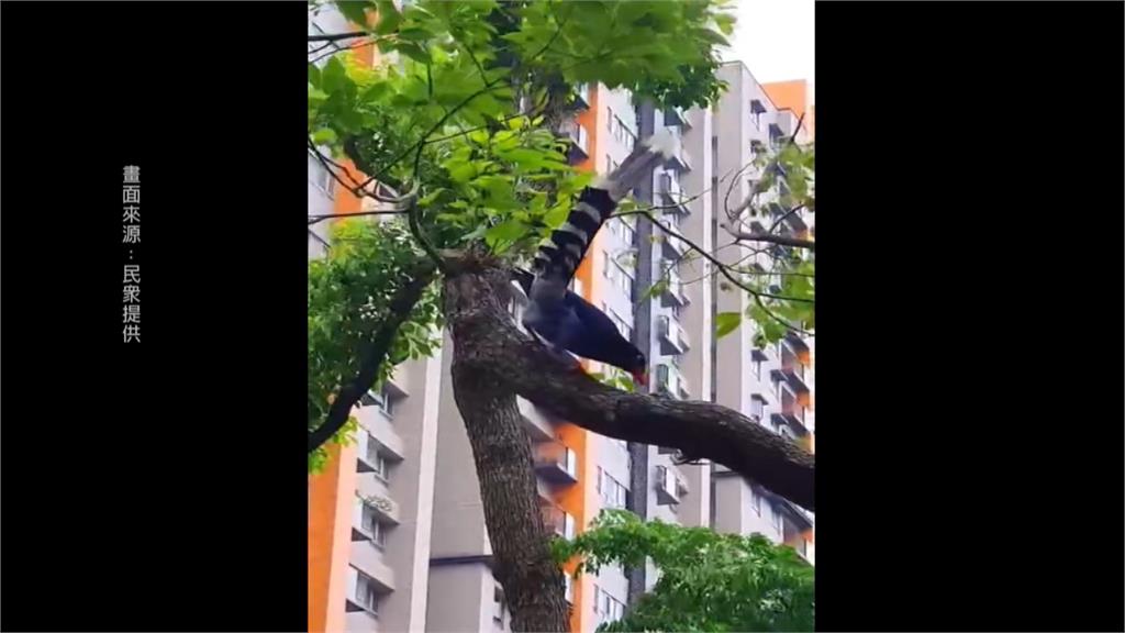 台灣藍鵲護雛鳥攻擊性強 翁手部遭攻擊當場濺血