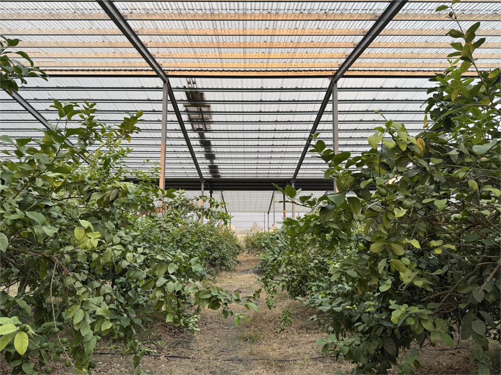 麗升能源屏東太陽能農電挺過風災 助檸檬農不用看天吃飯
