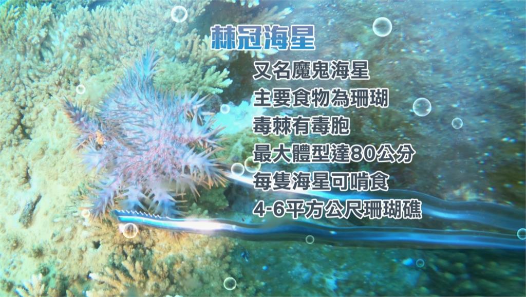 珊瑚殺手!澎湖七美海域「棘冠海星」大爆發 海保署啟動清除作業