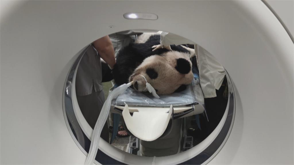 凌晨三度癲癇!動物園忍動放手 「團團辭世」將比照林旺做標本