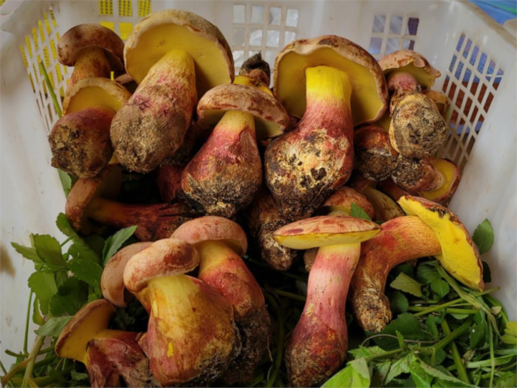 吃它少煮15分鐘「看見小精靈」？神祕菌菇美味藏玄機「全球驚見相似幻象」