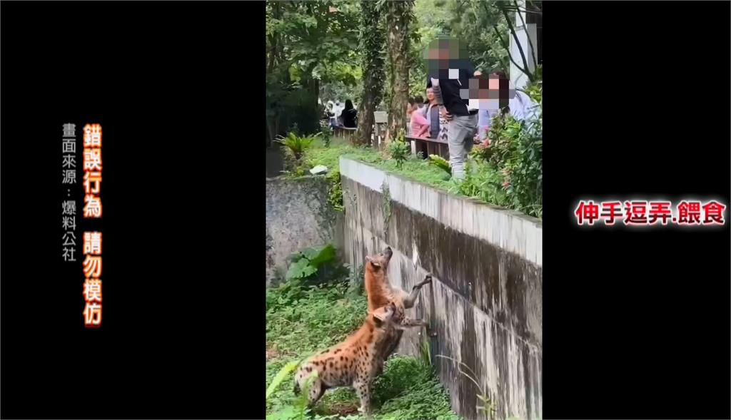 離譜!「少年Pi」斑點鬣狗遭遊客騷擾 動物園:脫序行為依法究辦