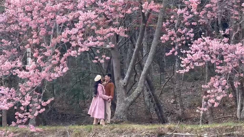 武陵櫻花季訂房開搶　不到3分鐘銷售一空