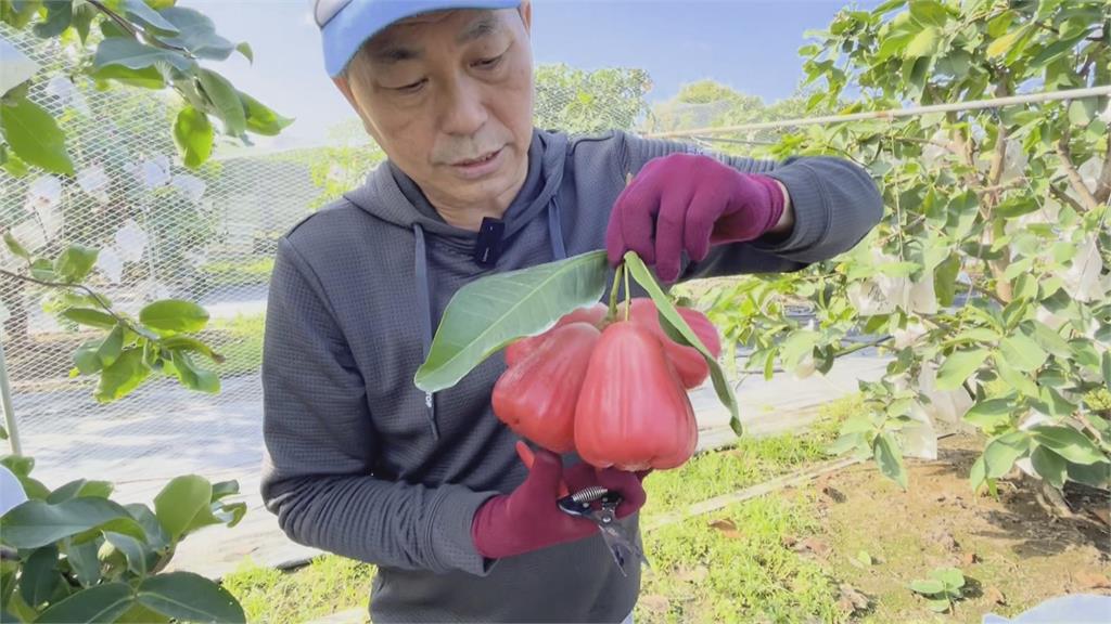 蓮霧大王20年研發數十種新品種 改良精進打造「蓮霧王國」