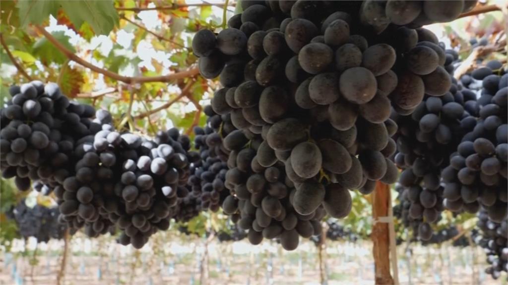 西班牙培育「紅莓葡萄」 皮和果肉都是紅色、滋味酸