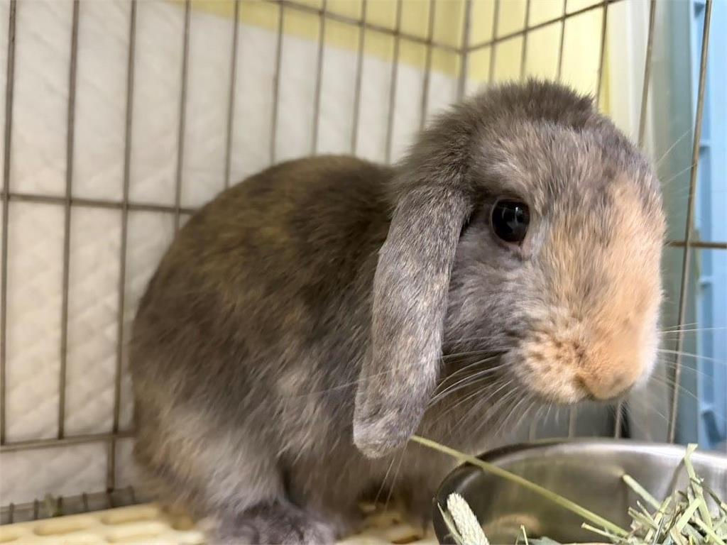 快新聞／新北毛孩爸媽有福了！絕育補助最高2000元　申請資格、期限一次看