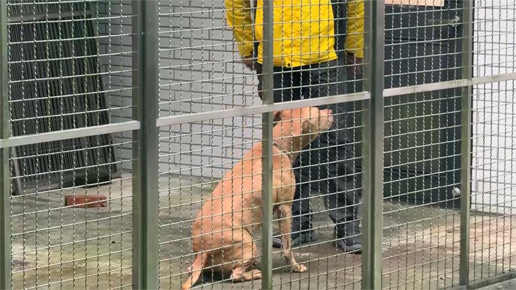 比特犬Lucky安置中新家沒了? 嘉義、屏東飼主有疑慮領養卻步